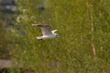 Flying seagull at the lake of Constance in Switzerland 28.4.2021
