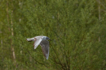 Flying seagull at the lake of Constance in Switzerland 28.4.2021