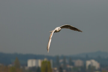 Flying seagull at the lake of Constance in Switzerland 28.4.2021