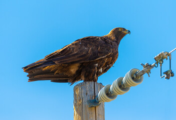 Golden Eagle on power pole