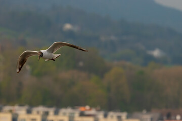 Flying seagull at the lake of Constance in Switzerland 28.4.2021