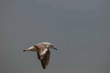 Flying seagull at the lake of Constance in Switzerland 28.4.2021