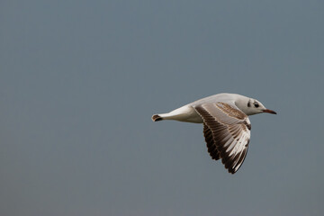 Flying seagull at the lake of Constance in Switzerland 28.4.2021