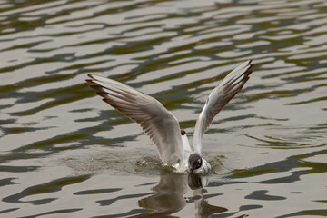 Flying seagull at the lake of Constance in Switzerland 28.4.2021