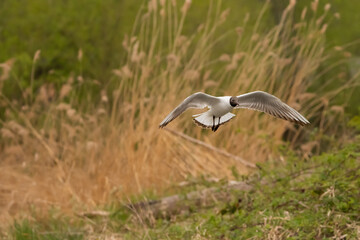 Flying seagull at the lake of Constance in Switzerland 28.4.2021
