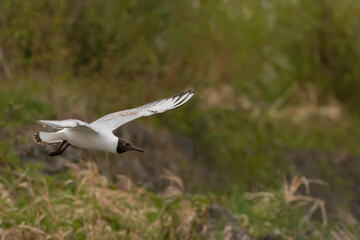 Flying seagull at the lake of Constance in Switzerland 28.4.2021