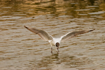 Flying seagull at the lake of Constance in Switzerland 28.4.2021