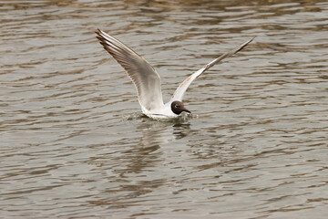 Flying seagull at the lake of Constance in Switzerland 28.4.2021