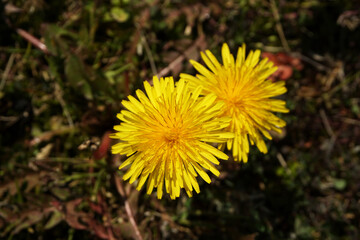 Roadside dandelions.  道端のタンポポ