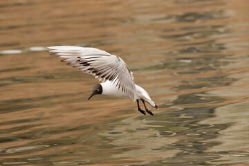 Flying seagull at the lake of Constance in Switzerland 28.4.2021