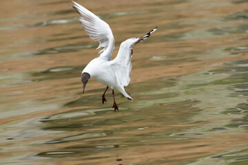 Flying seagull at the lake of Constance in Switzerland 28.4.2021