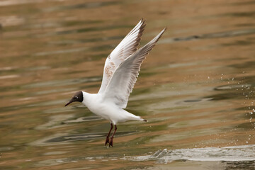 Flying seagull at the lake of Constance in Switzerland 28.4.2021