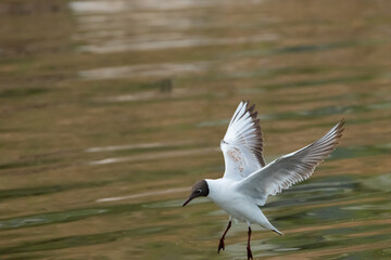Flying seagull at the lake of Constance in Switzerland 28.4.2021