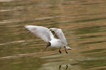 Flying seagull at the lake of Constance in Switzerland 28.4.2021