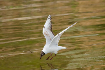 Flying seagull at the lake of Constance in Switzerland 28.4.2021