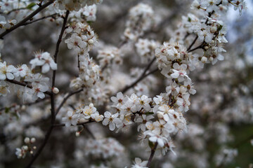 Close up view of branches with white flowers. Beautiful nature spring background.