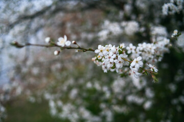 Close up view of branches with white flowers. Beautiful nature spring background.