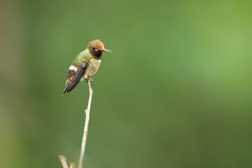 Coqueta coronada, Ecuador, Hummingbird © Nino