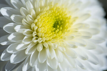 Close up of White Chrysanthemum