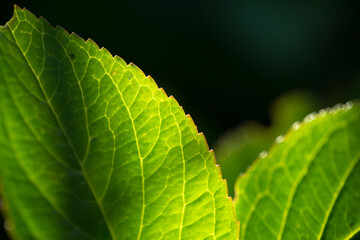 Green leaf macro