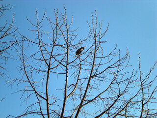 Crowd (Corvus frugilegus) stay in a linden tree (Tillia) with blue sky in the background