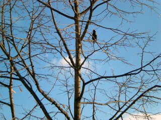 Crowd (Corvus frugilegus) stay in a linden tree (Tillia) with blue sky in the background