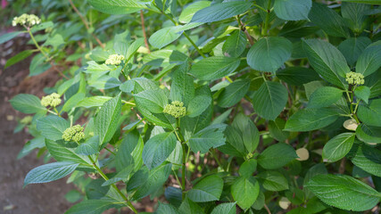 初夏の紫陽花の蕾。5月の日本。