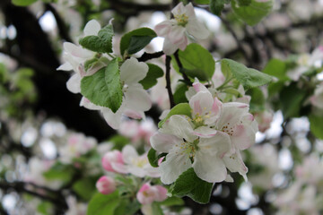 Apple Tree (Malus domestica) in garden in bloom