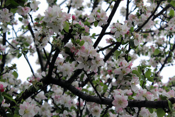 Apple Tree (Malus domestica) in garden in bloom