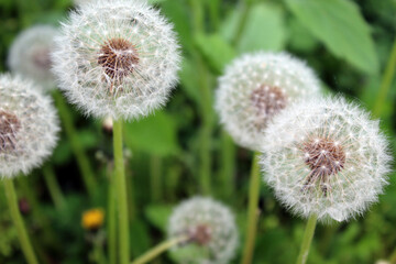 Pappus of Taraxacum Officinale (Dandelion). Ripe fruits (cypsela) of Taraxacum Officinale. Grass in the background.