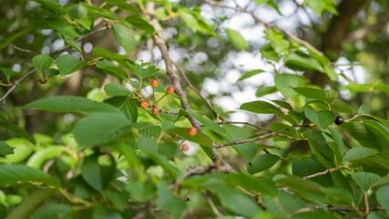初夏の日本の桜の実。