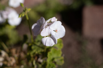 Flor blanca en el jardìn