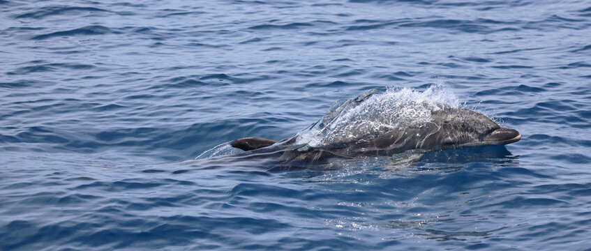 baby bottlenose dolphin 