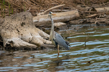 Heron at the lake of Constance in Switzerland 28.4.2021