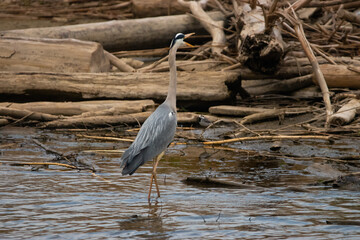 Heron at the lake of Constance in Switzerland 28.4.2021