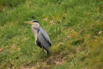 Heron at the lake of Constance in Switzerland 28.4.2021