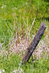 Fence Posts A1R_7169