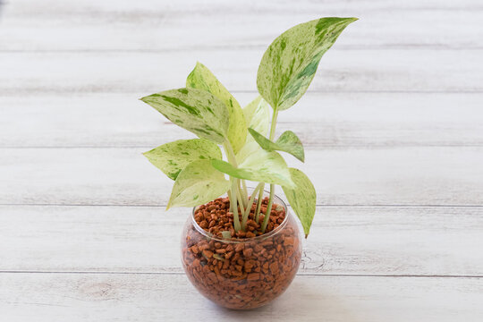 580 Best つる性植物 Images Stock Photos Vectors Adobe Stock 580 Best つる性植物 Images Stock Photos Vectors Adobe Stock