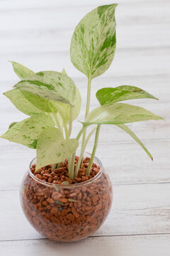 580 Best つる性植物 Images Stock Photos Vectors Adobe Stock 580 Best つる性植物 Images Stock Photos Vectors Adobe Stock