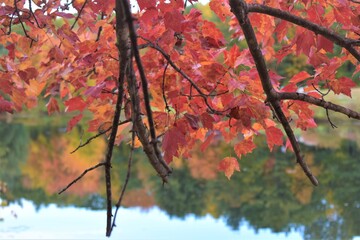 Fall foliage with background of water