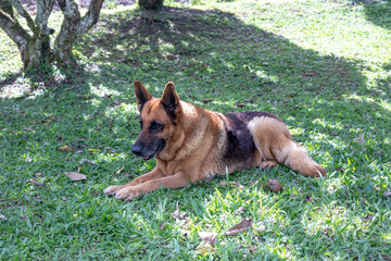 old german shepherd dog