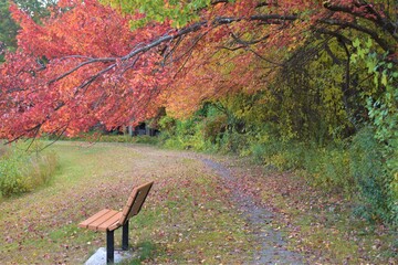 Empty park bench under fall foliage 