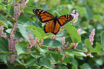 Monarch butterfly in flight with flowers in the background