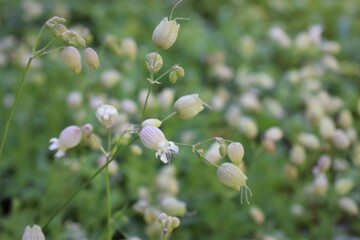Close up of silene vulgaris flower. 