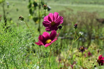 Close up of purple flower