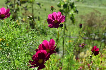 Close up of purple flower