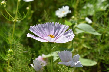 Close up of flower in summer