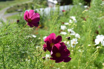 Close up of purple flowers 