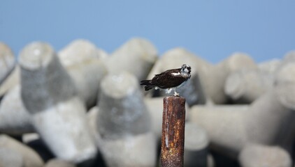 ミサゴ（オスプレイ）