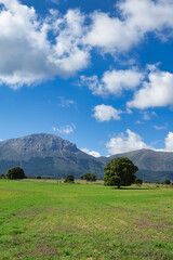 Large centenary holm oak in a meadow with the mountains in the background one sunny spring morning in Andalucia (Spain)